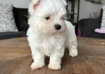 Maltese