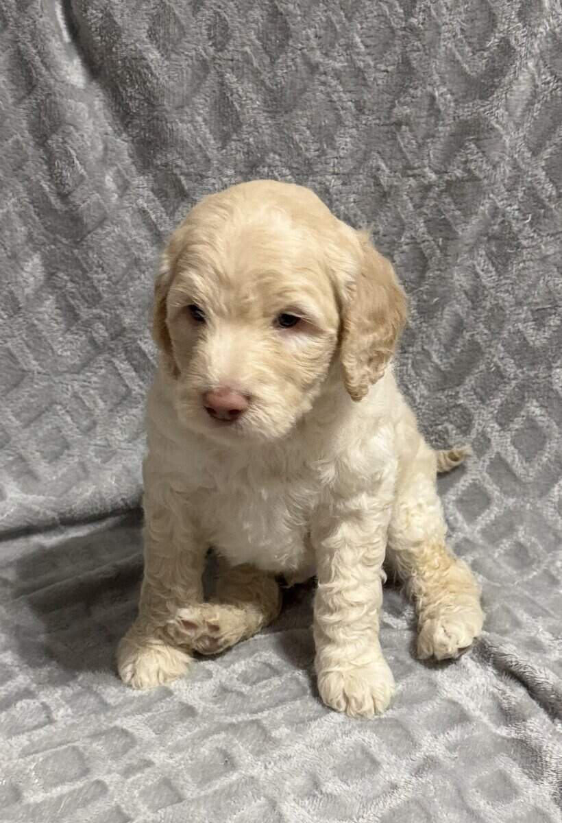 Golden Doodle Puppies image 7