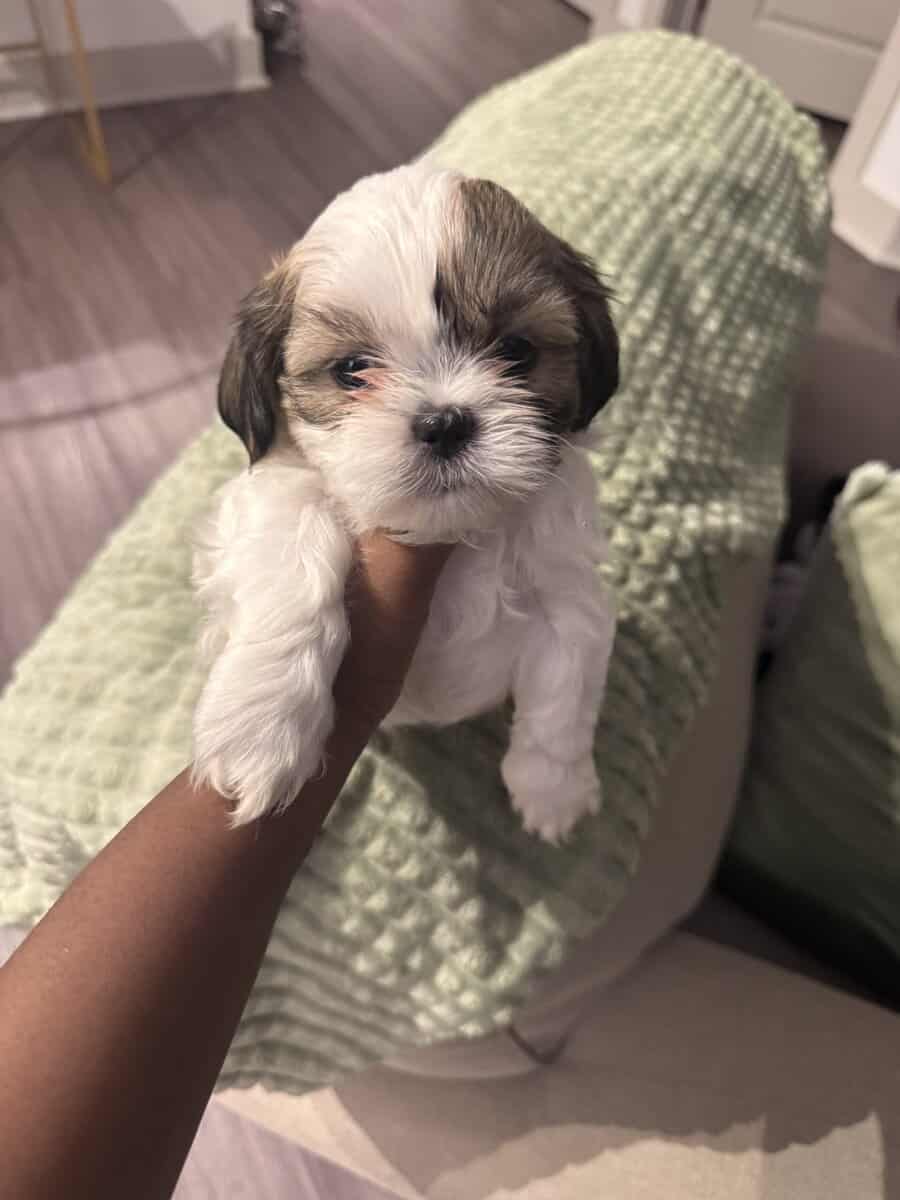 Shihtzu - NEED GONE ASAP image 4