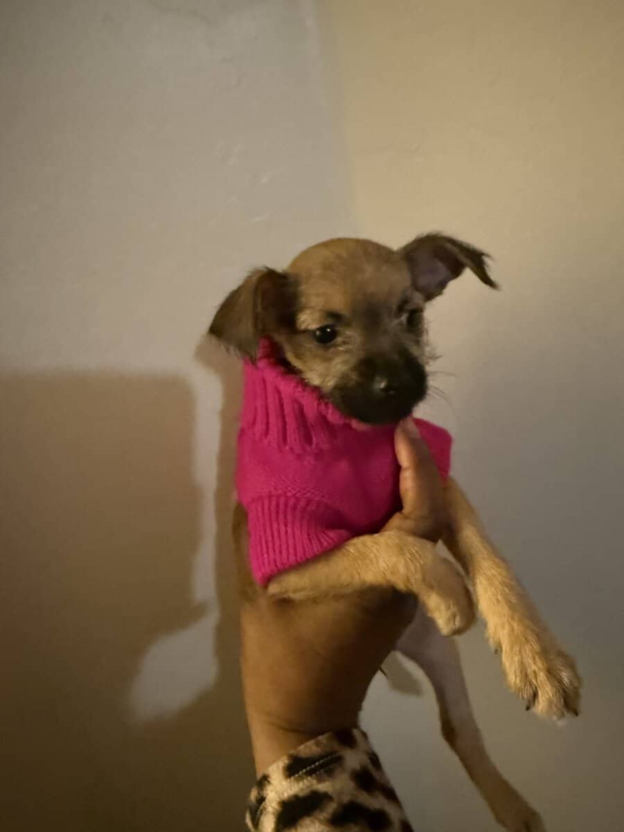 Lola Falona puppies image 2