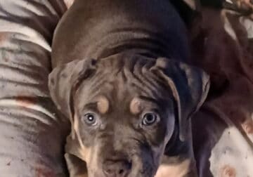 3 month old Female Tri American Bully