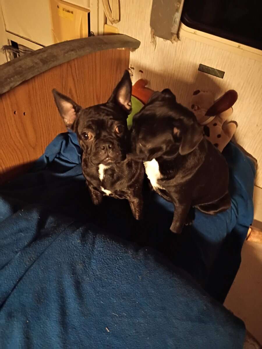 Frenchie Pups image 3