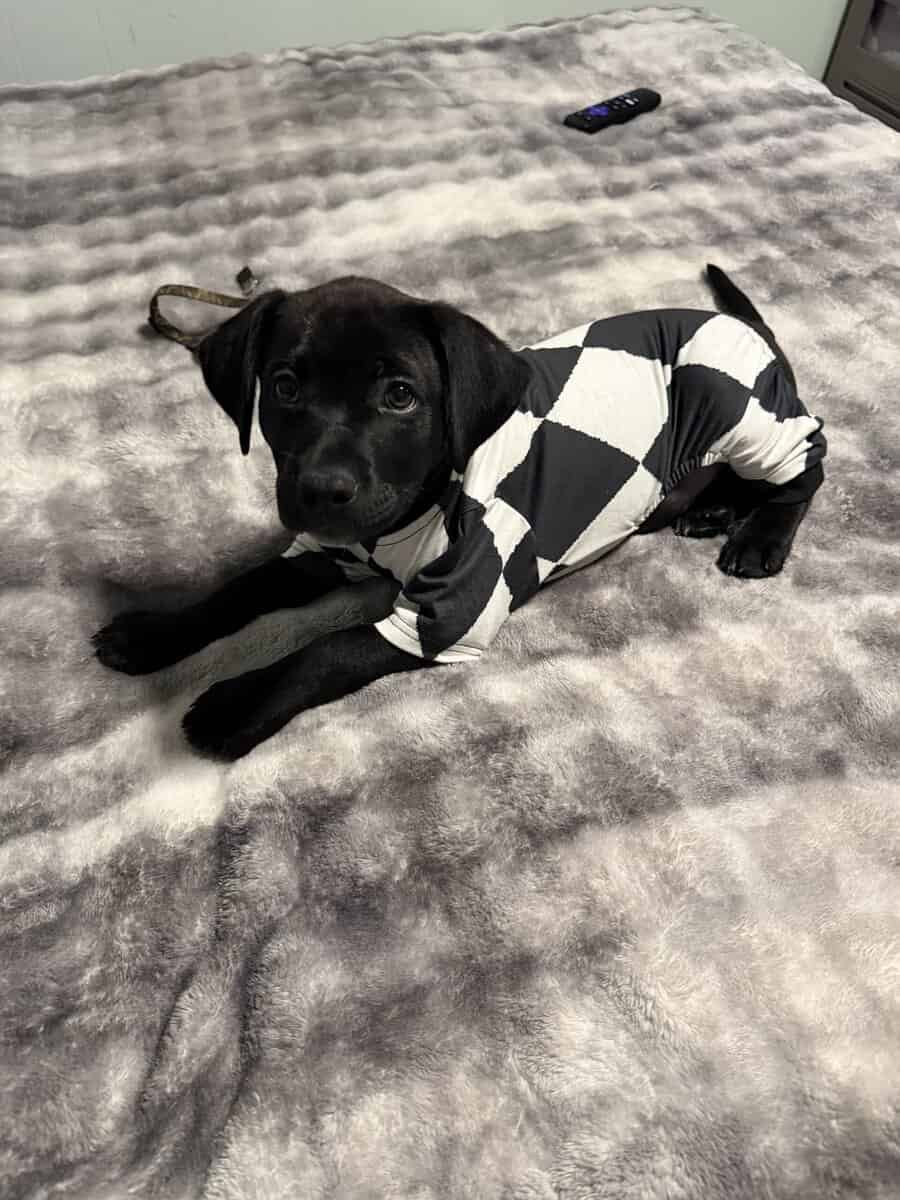 Black lab puppy image 3