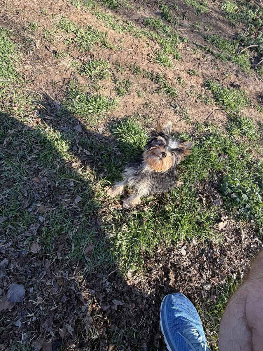 Yorkie puppy image 13