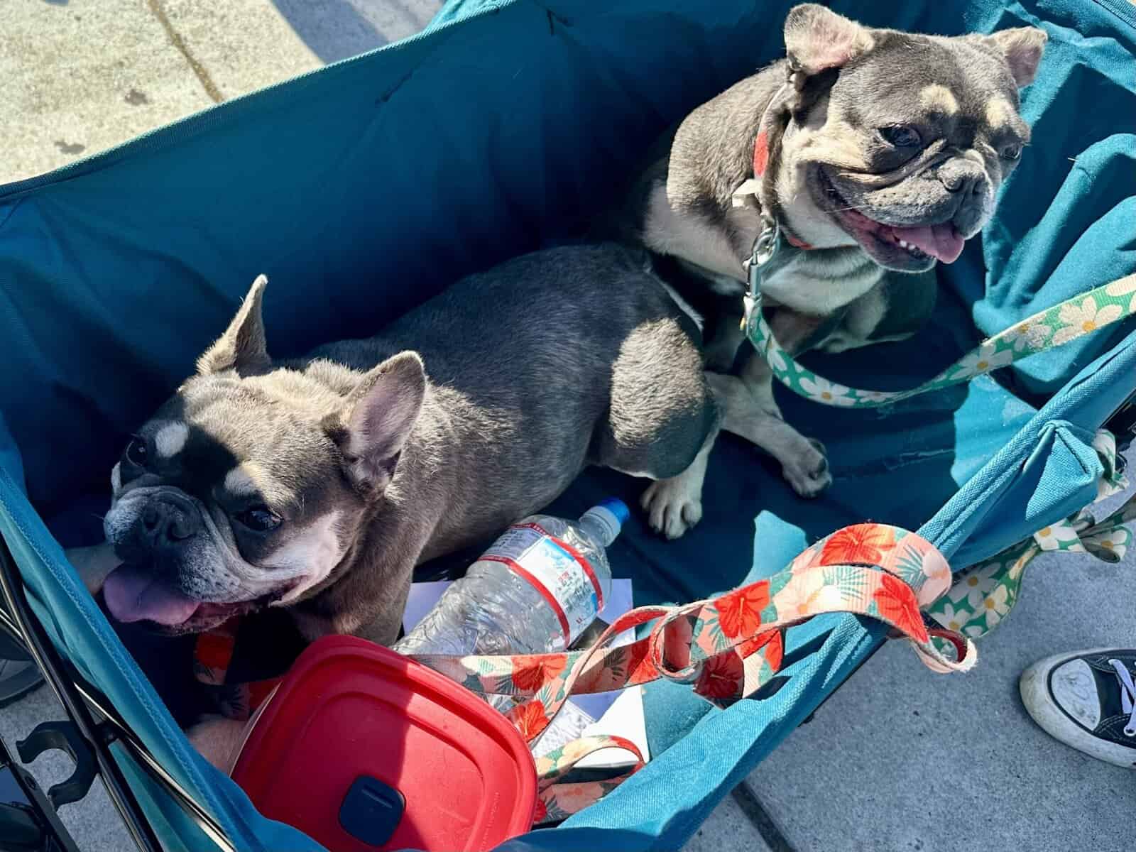 2 French bull dogs - small rehoming fee $25 image 3