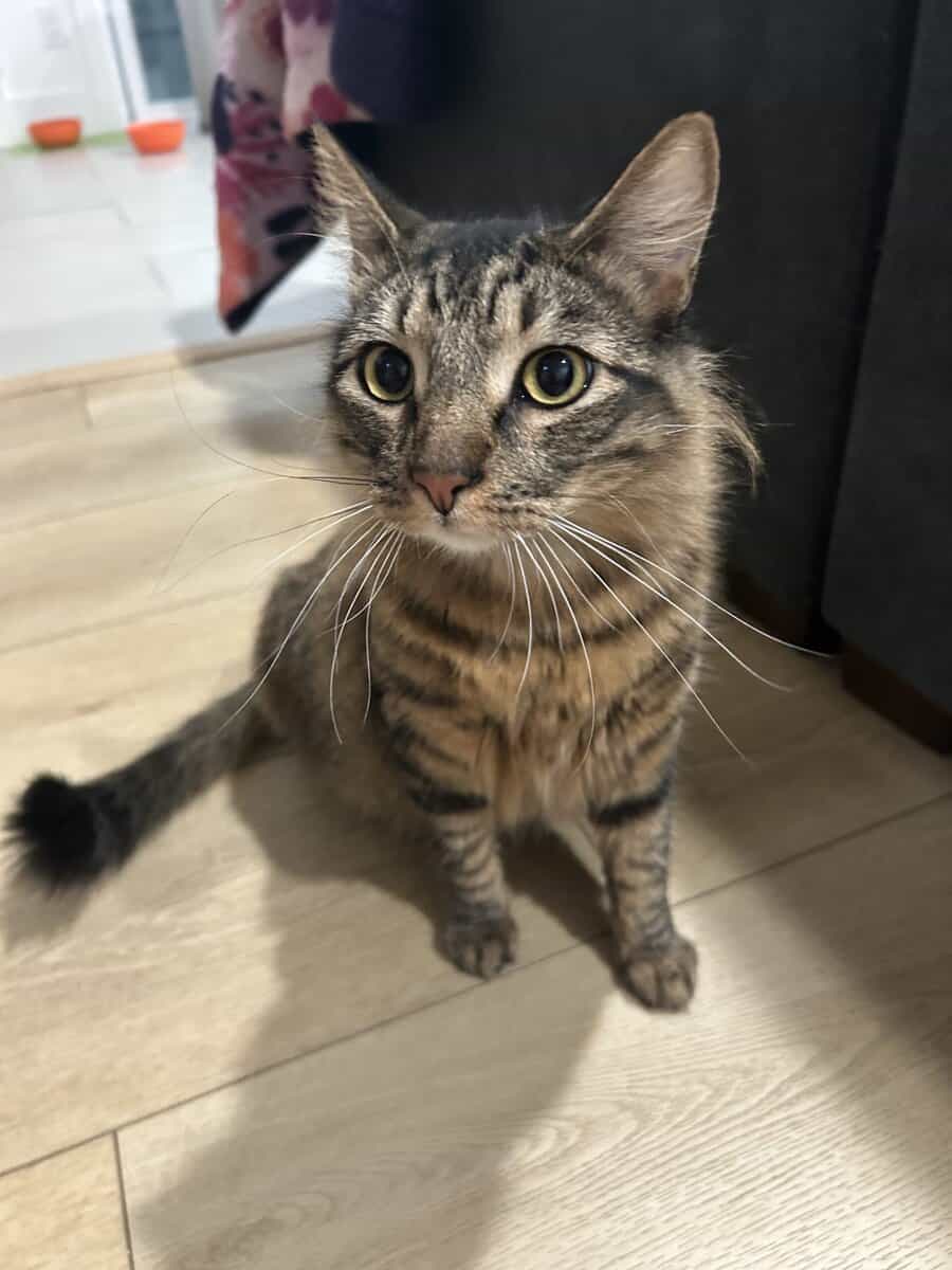 Tabby looking for new home image 1