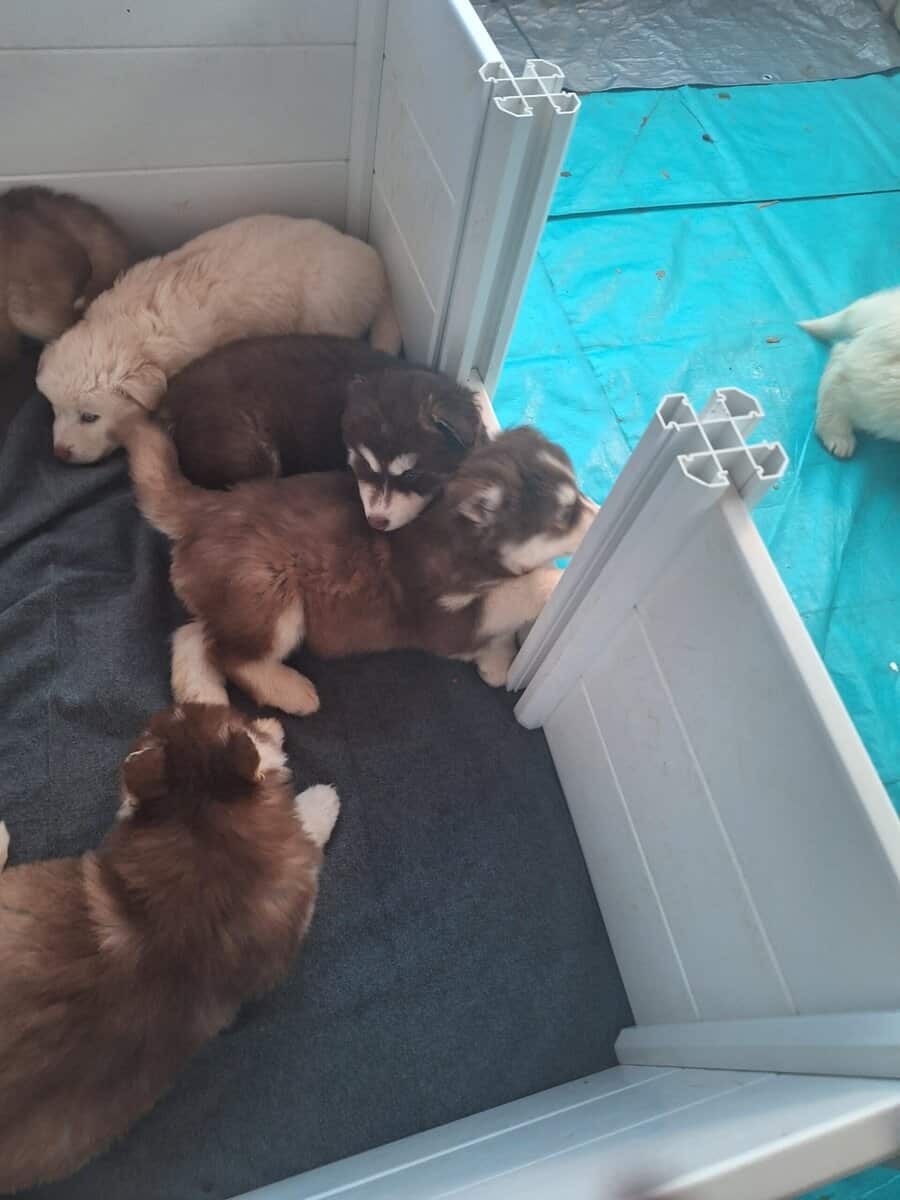 Siberian Husky Puppies image 1