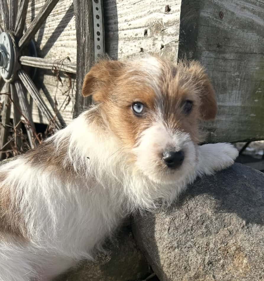 Jack Russell Terrier mixed pups image 4