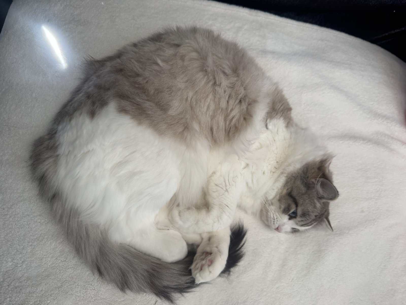 Purebred Ragdoll Cats for Sale – Kitten ($700) & A image 8