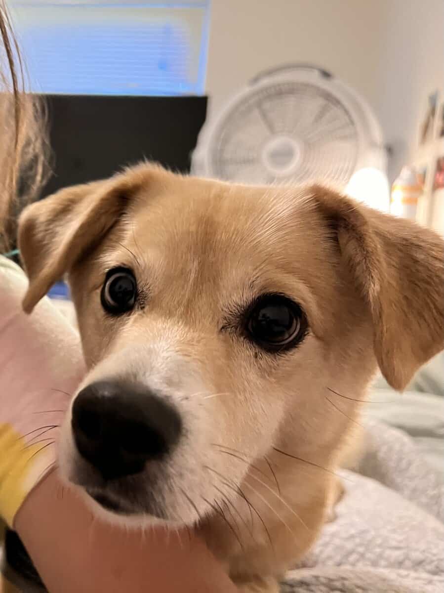 Sunny the sweet Shiba Inu mix image 1