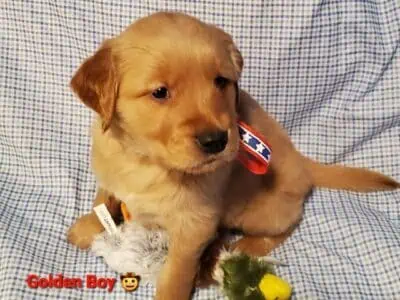 Goldens retriever puppies