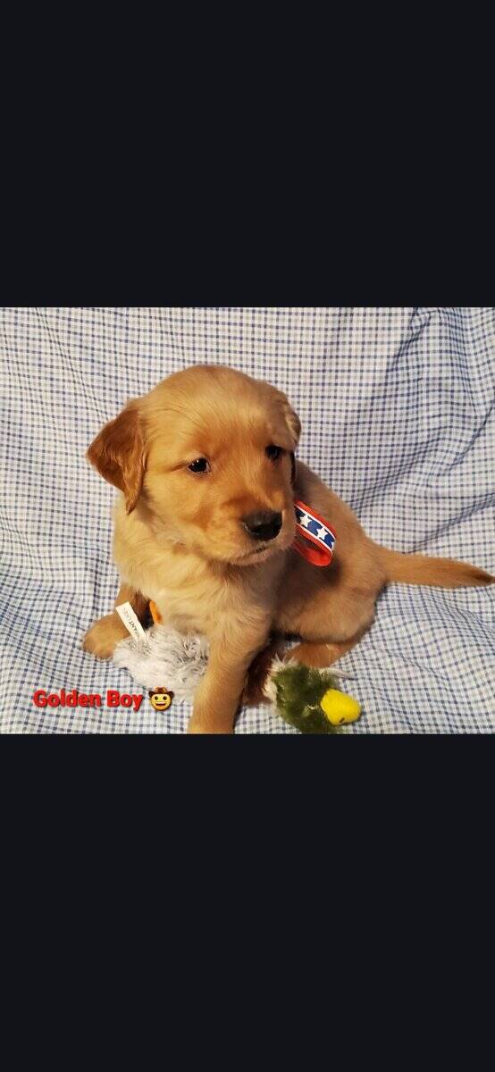Goldens retriever puppies image 1