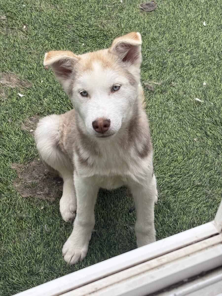 6 month husky image 4