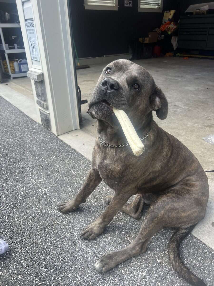Pure Bred Cane Corso- Perfect Fit for your Family image 6