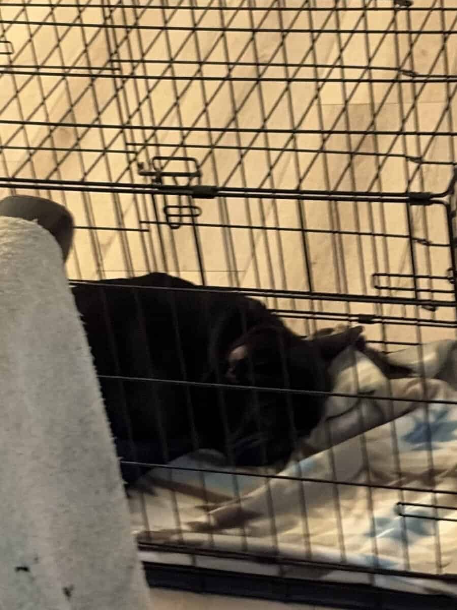 French bulldog image 3