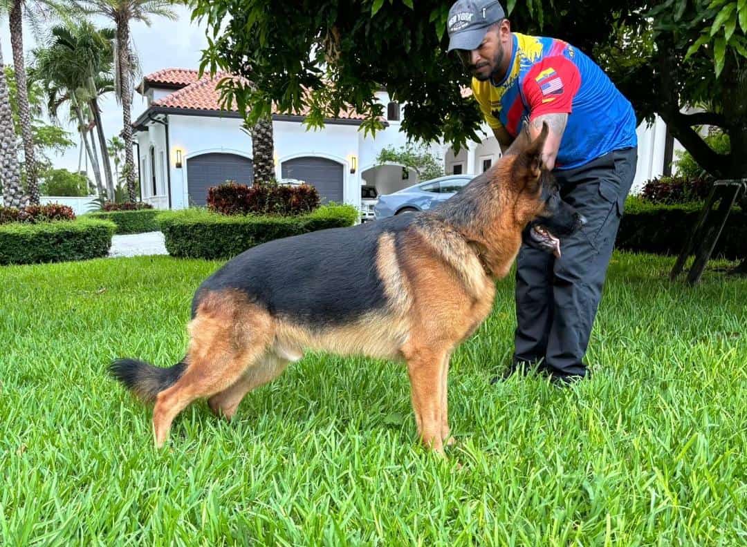German Shepherd Puppies coming soon image 2