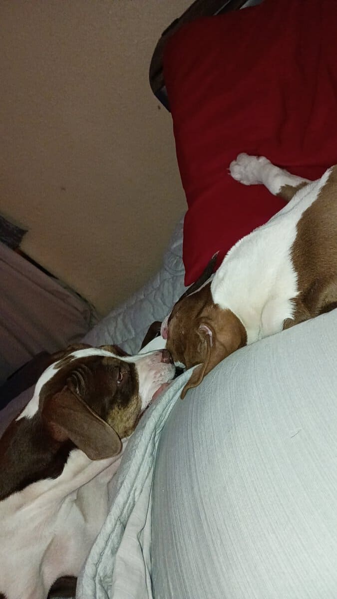 2 pups image 1