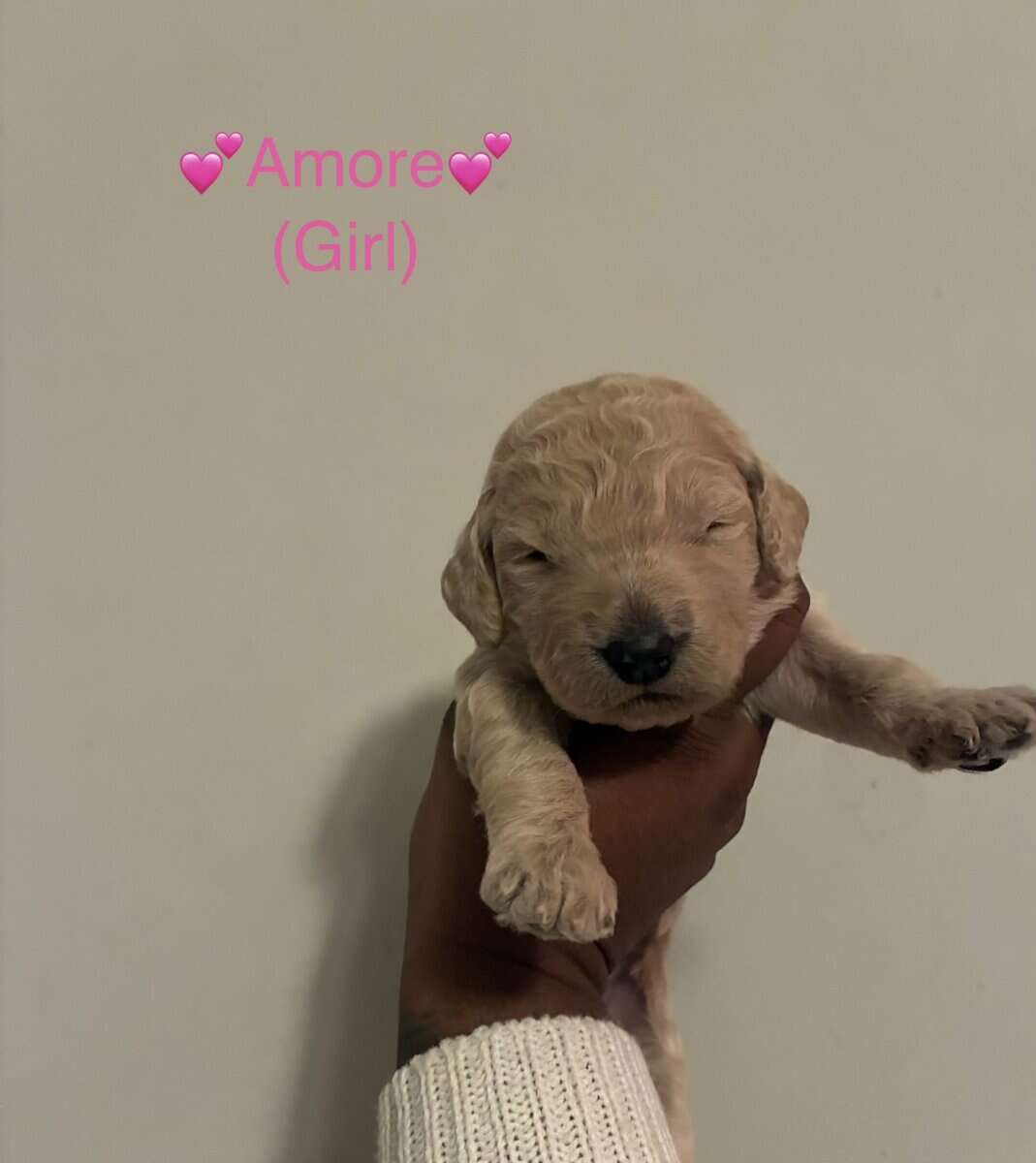 Goldendoodle Puppies image 3