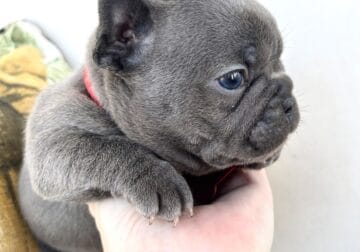 Purebred Frenchie Puppies