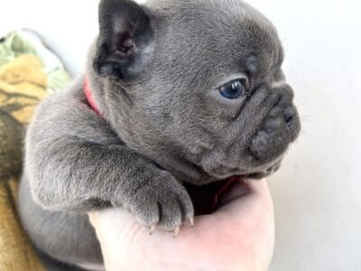 Purebred Frenchie Puppies