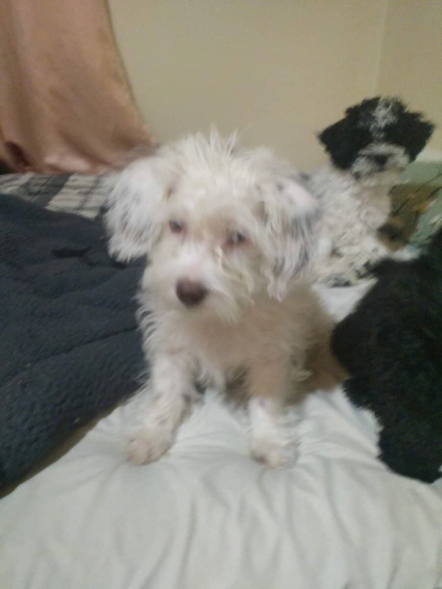 Maltese, havapoo, brewier terrier image 4