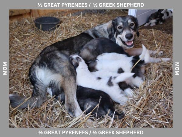LGD Puppies-Great Pyrenees/Shepherd Mix image 20