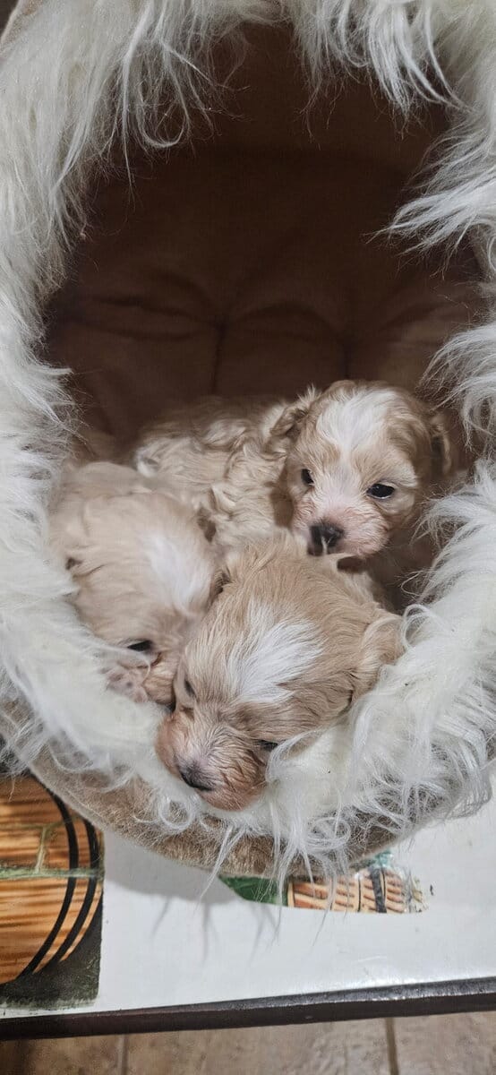 Maltipoo puppies image 1