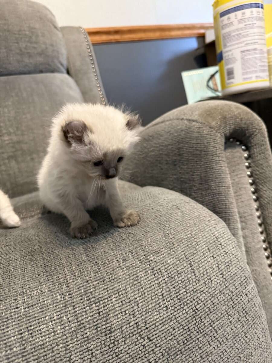 Highlander kittens image 16