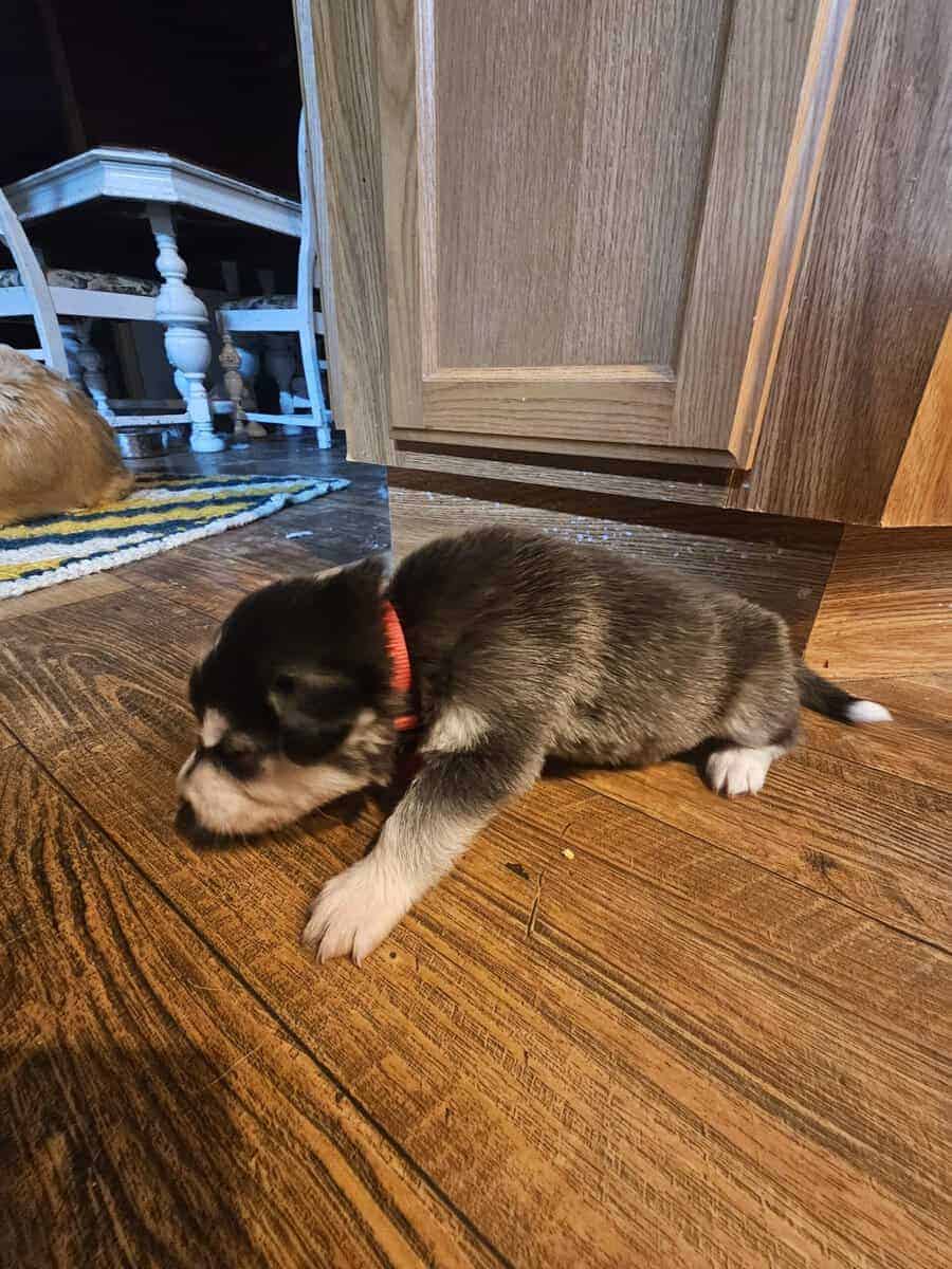 11 malamute mix puppies image 10