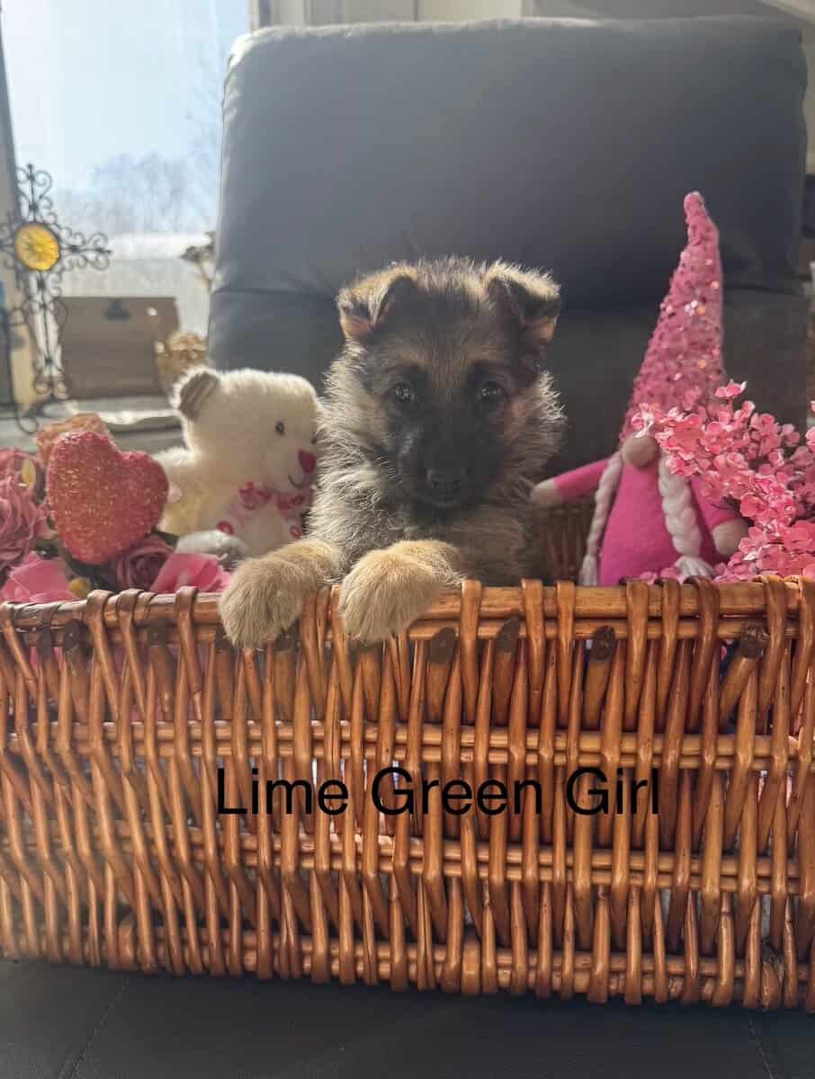 German Shepherd puppies image 1