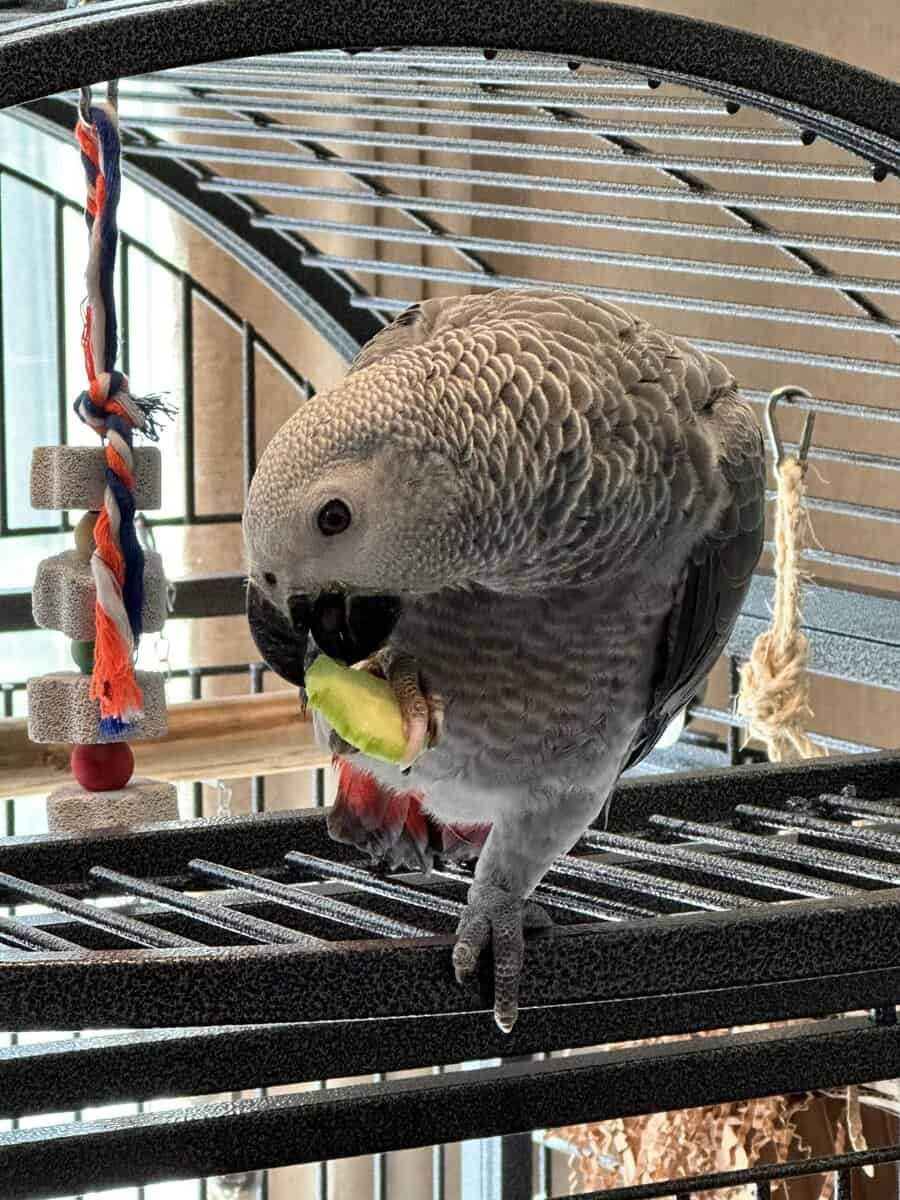 Beautiful & Healthy 3 year old African Grey image 7