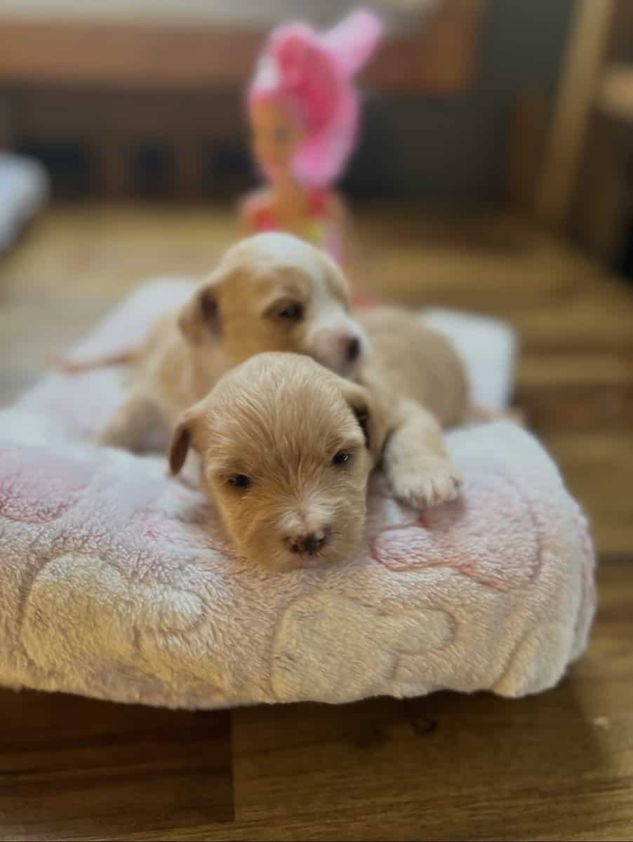 Selling morkies image 1