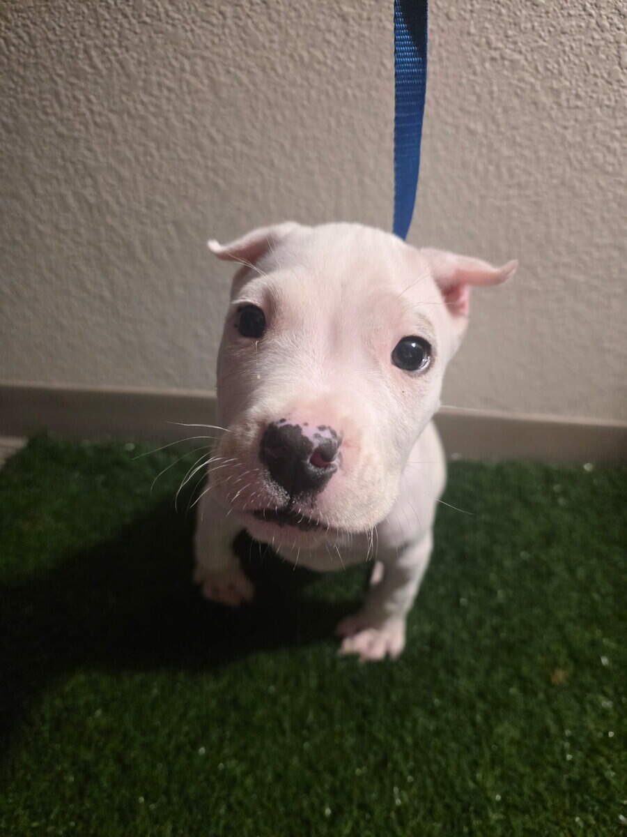 2½ Month Old Male Puppy image 3