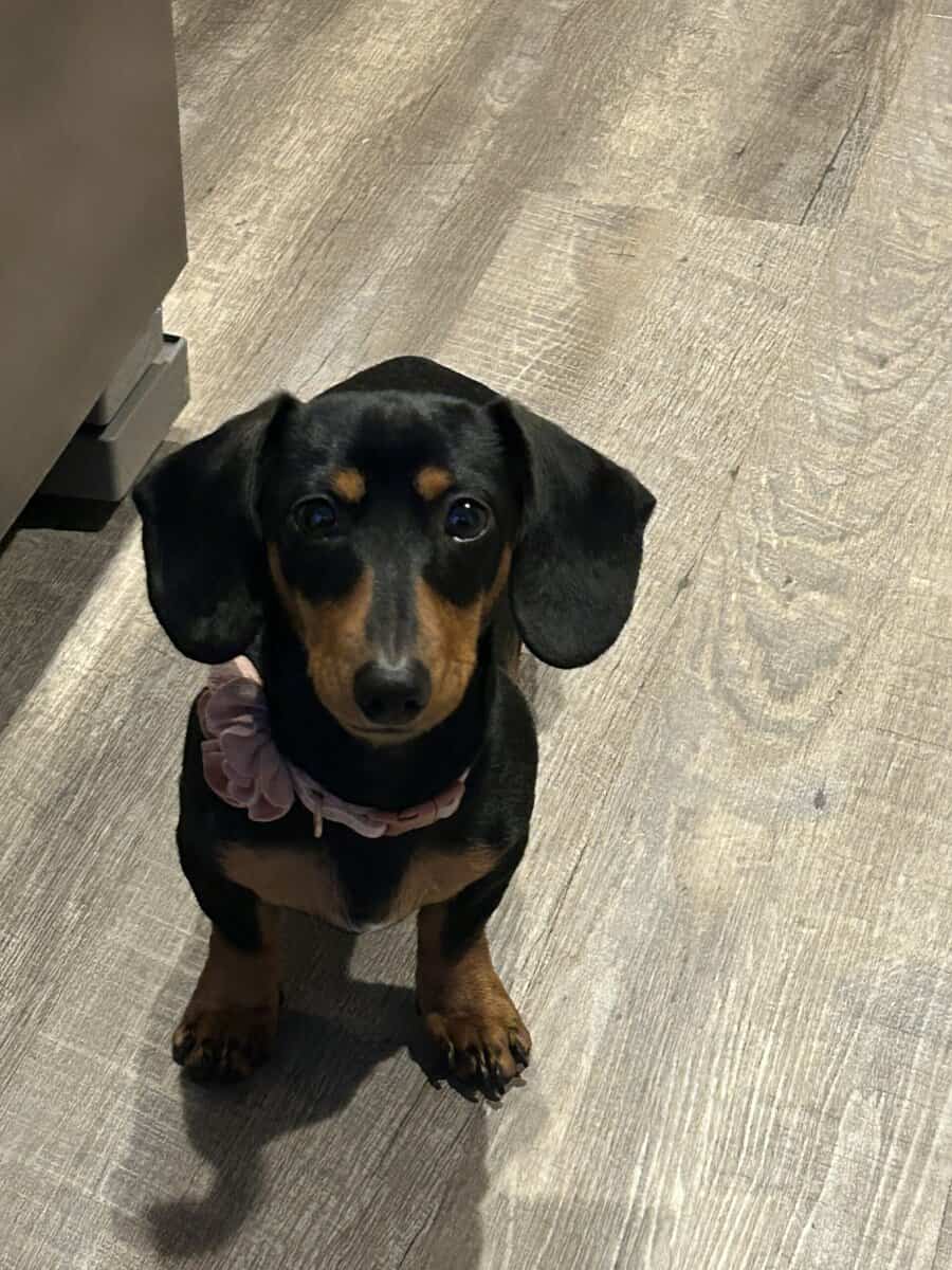 6 month old female image 4