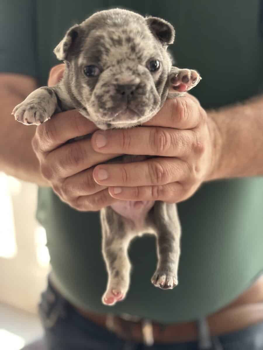 AKC French Bulldog Puppies for sale! image 3