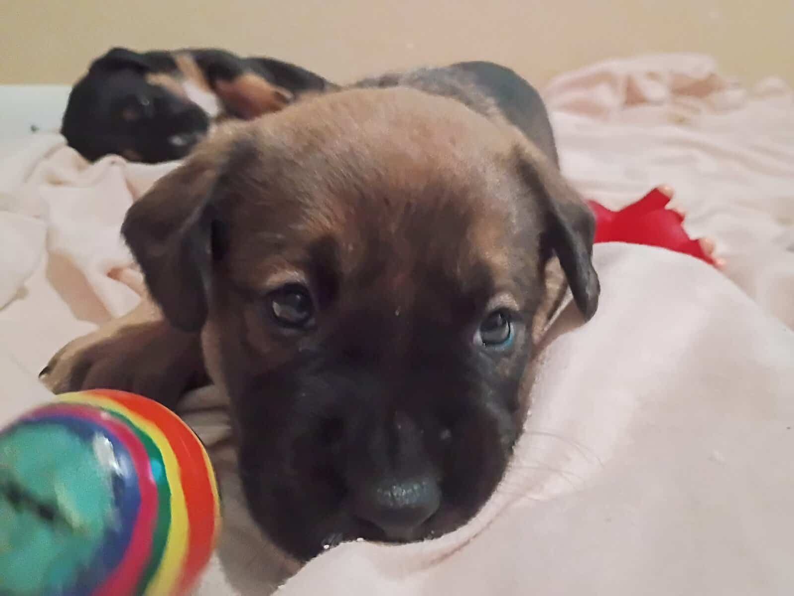 American Bully lab mix puppies image 14