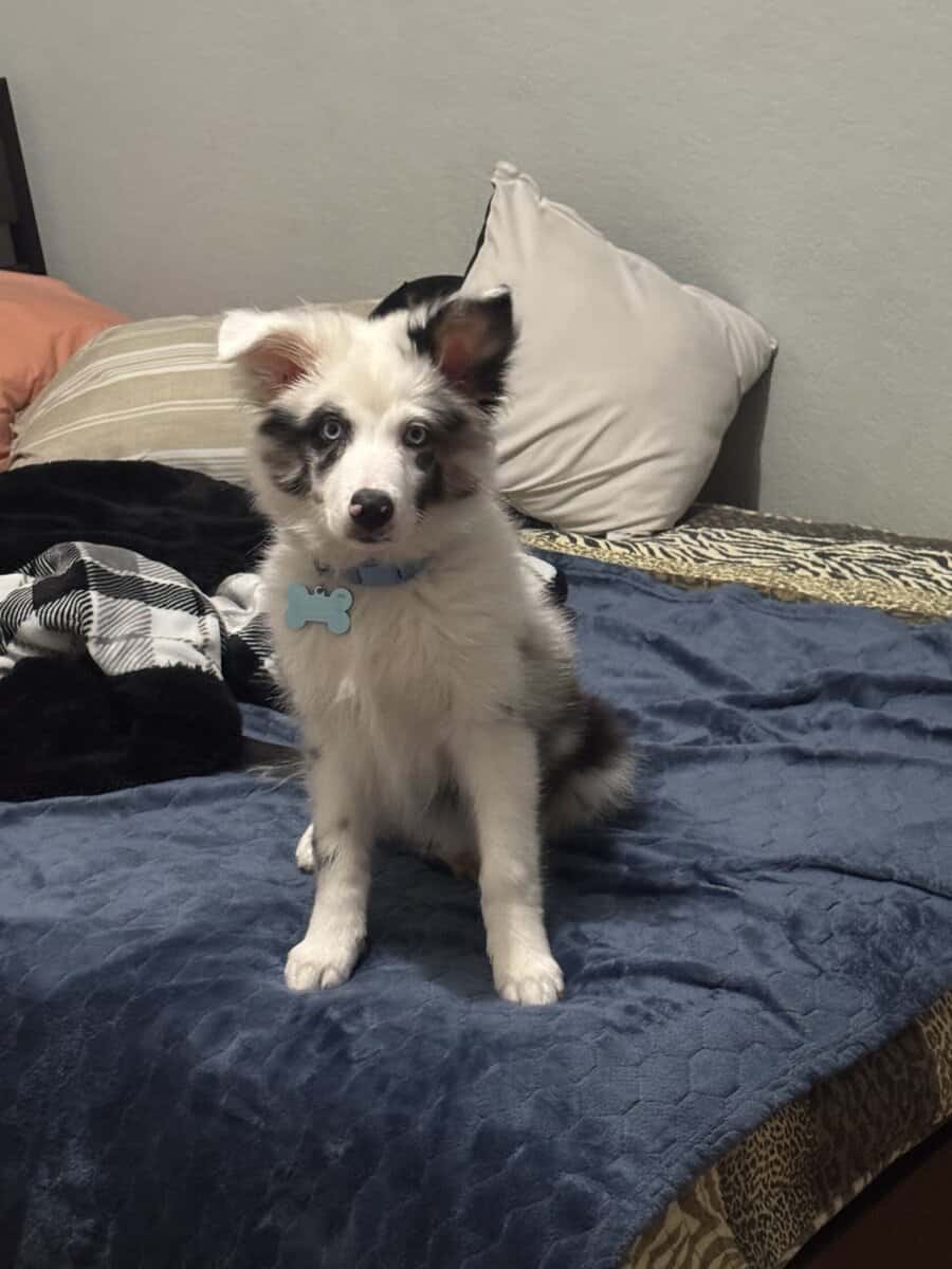 Selling mini Australian Shepard puppy! image 2