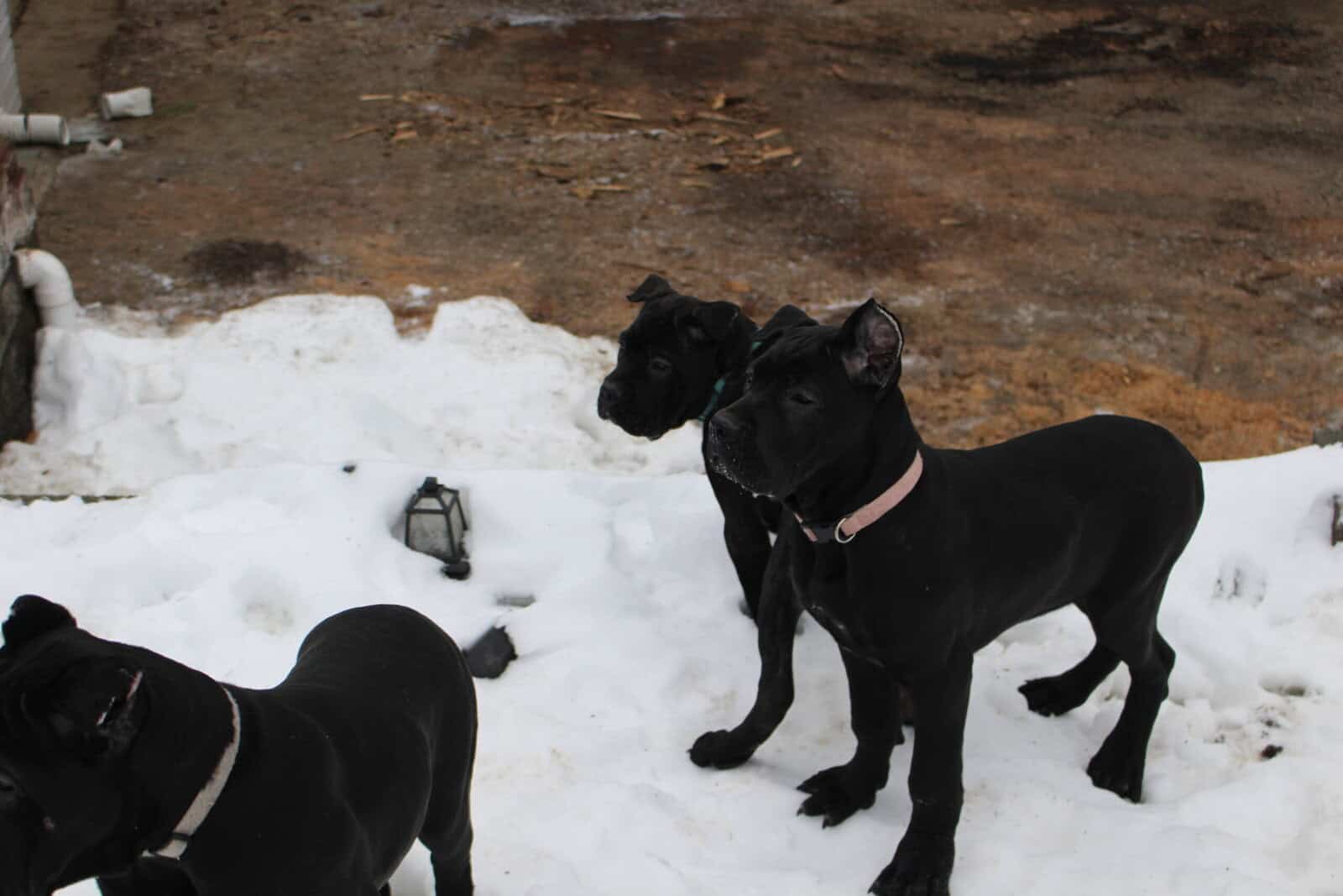 AKC Cane Corso puppies image 2