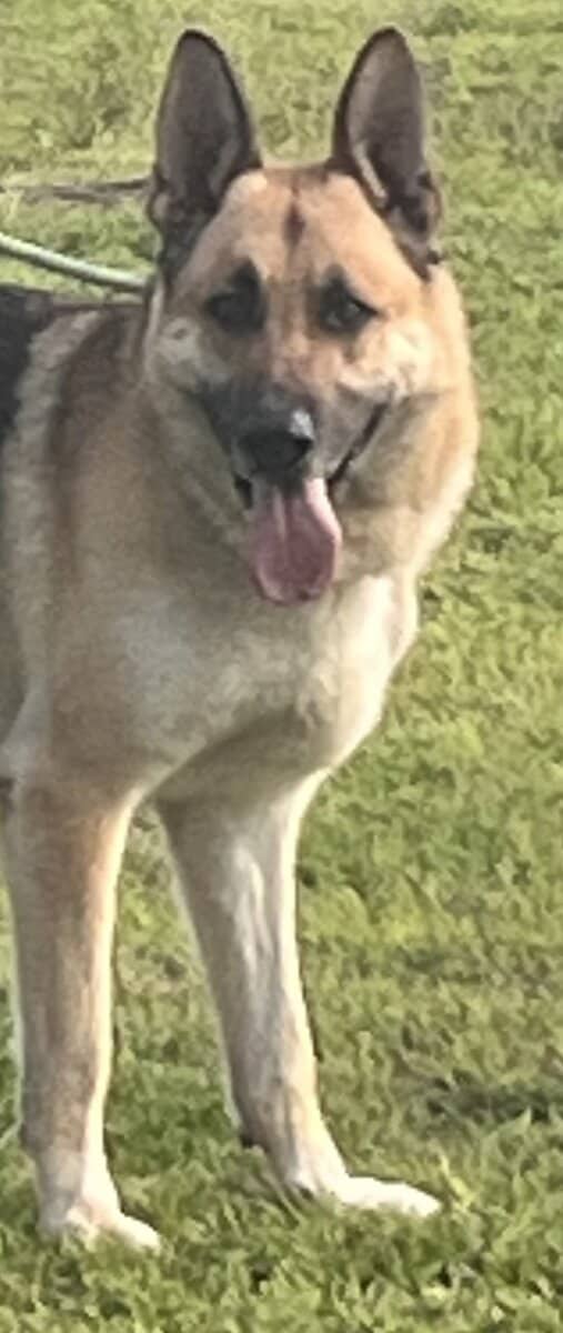 Akc German shepherds image 6