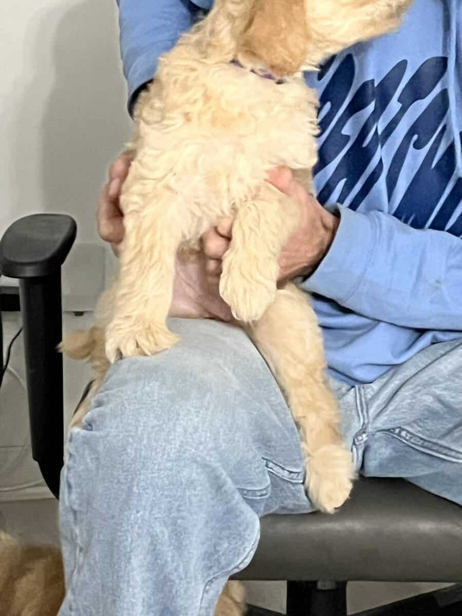 4 golden doodle puppies image 13