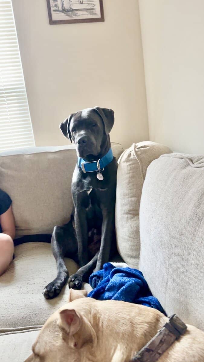 Cane corso mix image 3