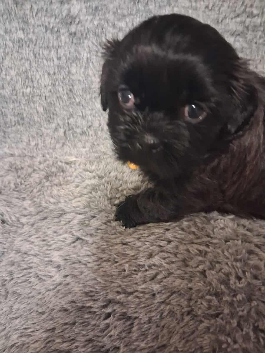 Male Shih Tzu Dog image 2