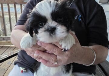 We had an oops litter of Shihtzu pups