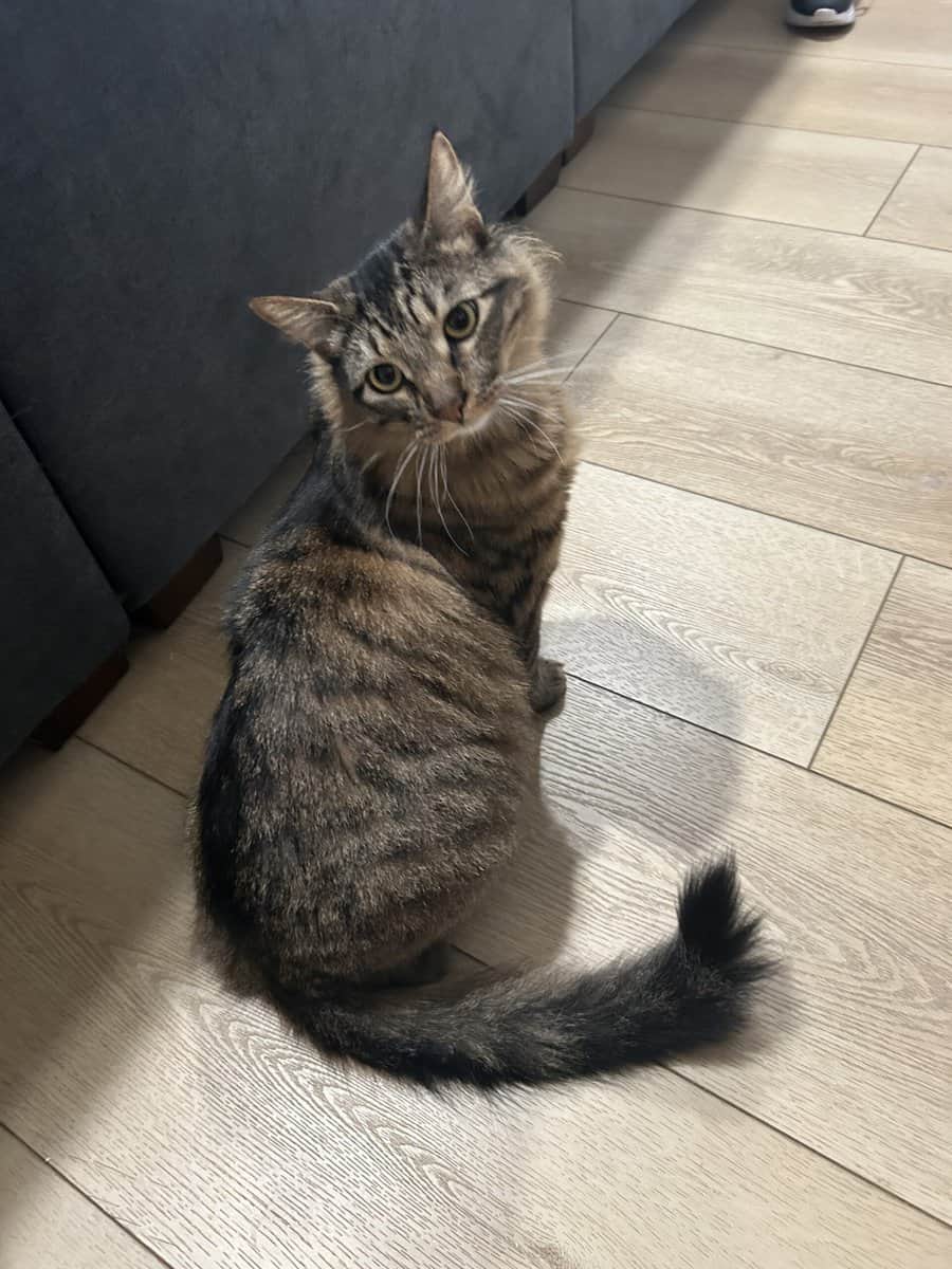 Tabby looking for new home image 4