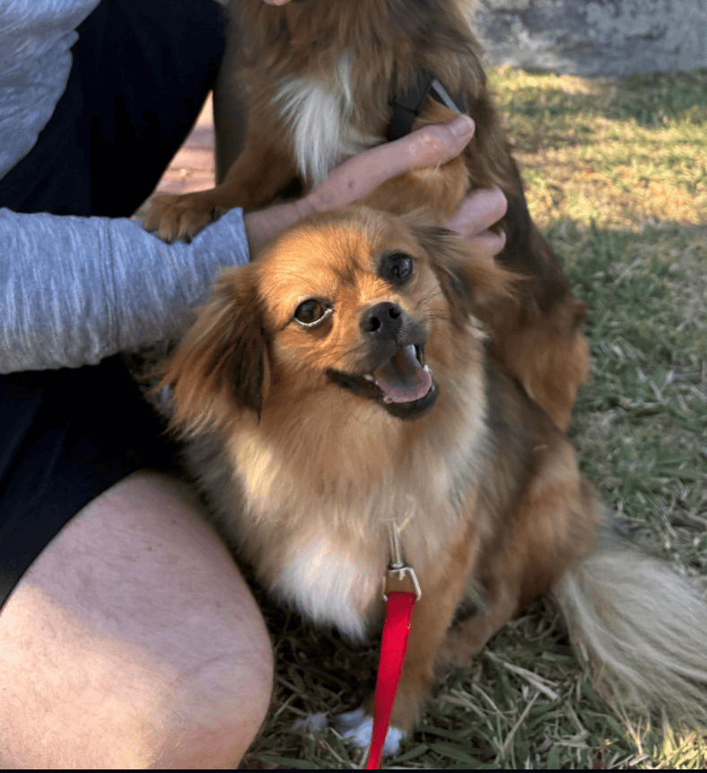 Purebred Mi-Ki Male, Neutered image 1