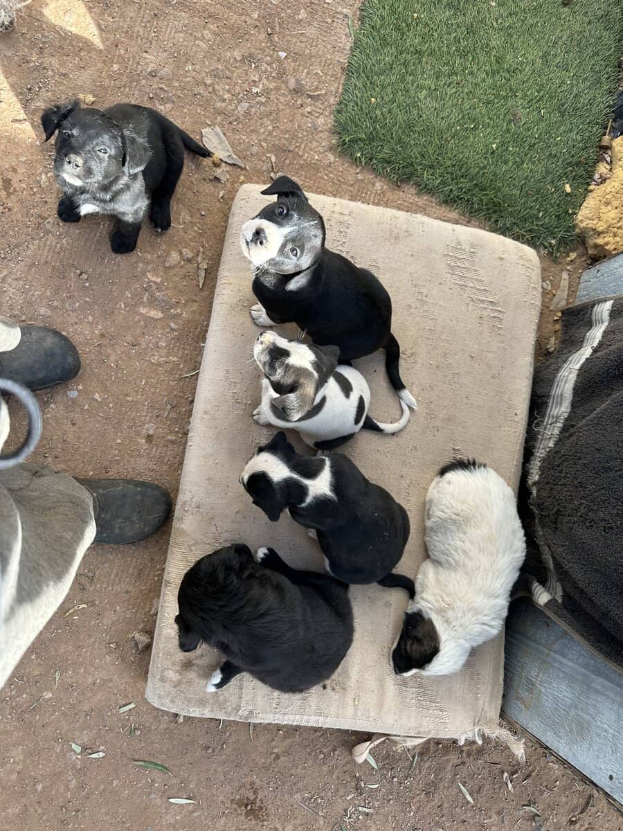 Bull terrier/pitbull/blue heeler mixed pups image 3