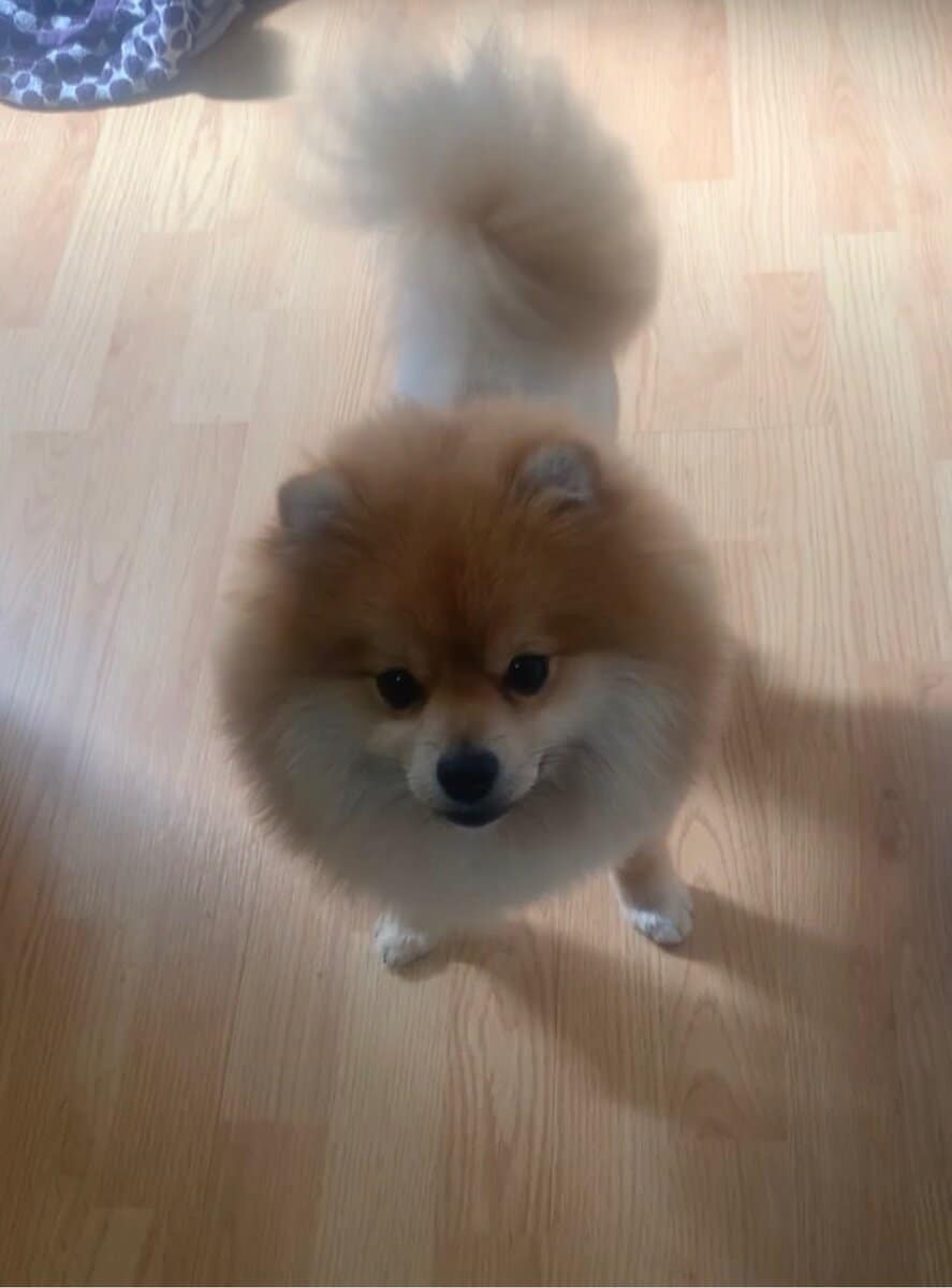 Full Pomeranian... image 2