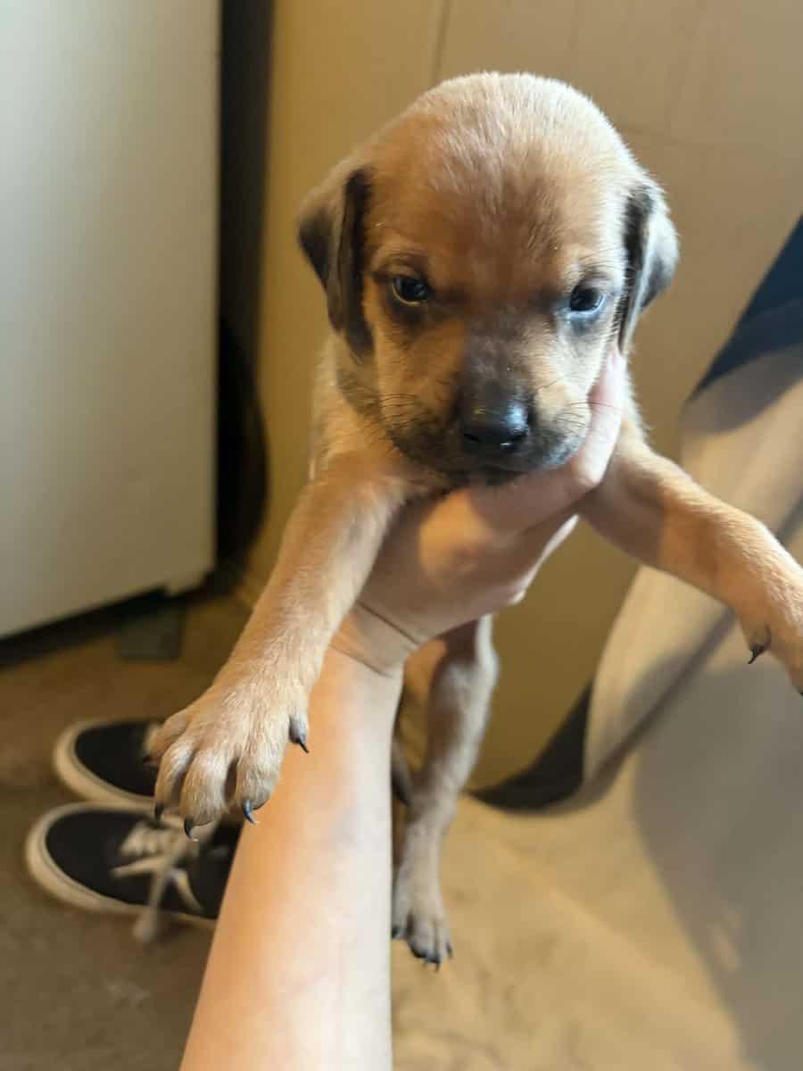 Black lab mix puppies image 5