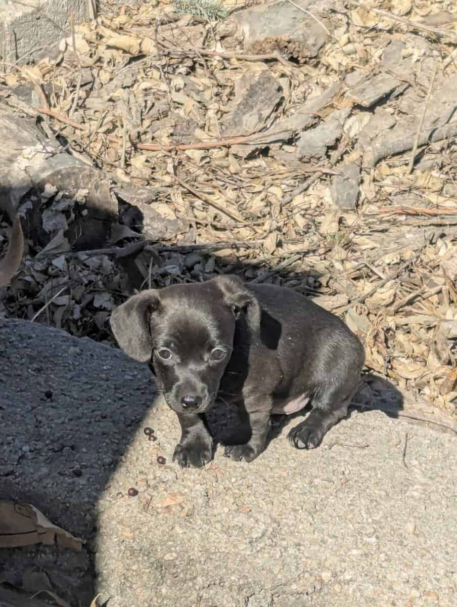 Chiweenie puppy Luke image 1