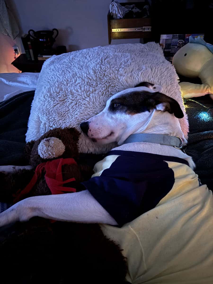 Need Help Rehoming Ringo image 3